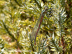 Foto: Frühe Adonislibelle