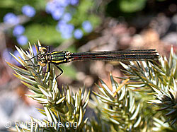Foto: Frühe Adonislibelle