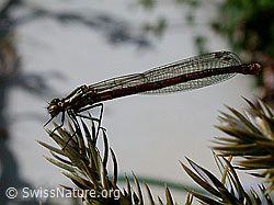 Foto: Frühe Adonislibelle