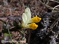 Photo: Buchsblättrige Kreuzblume