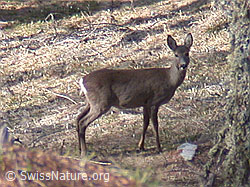 Photo: Capreolus  Capreolus
