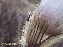 DSCN9384: Ameise auf Perlzanemone