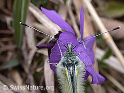 Photo: Bergweissling (Pieris bryoniae)