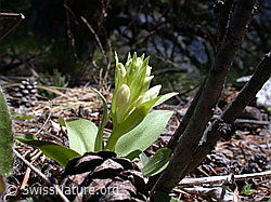 Photo: Gelbes Holunder-Knabenkraut, junge Pflanze