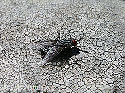 DSCN9435: Stubenfliege