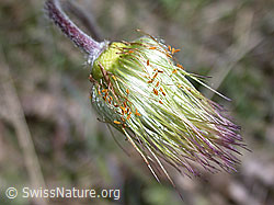 Berg-Anemone (Pulsatilla montana) (DSCN9437)