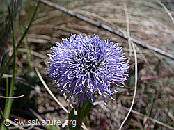 Foto: Gemeine Kugelblume, Blüte