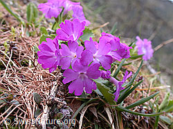Foto: Rote Felsen-Primel