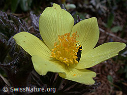 Foto: Schwefel-Anemone, Blüte