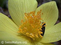 Foto: Schwefel-Anemone, Nahaufnahme