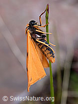 Photo: Setina aurita