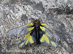 Photo: Schmetterlingshaft