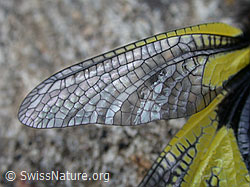 Photo: Schmetterlingshaft