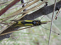 Photo: Schmetterlingshaft