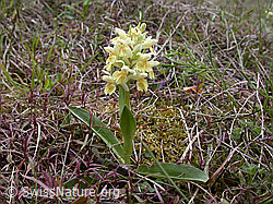 Photo: Gelbes Holunder-Knabenkraut