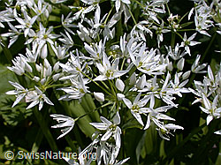 Bärlauch (Allium ursinum) (DSCN9881)