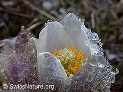 Foto: Tautropfen auf Blüte einer Pelzanemone