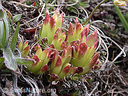 Photo: Blätter des Berg-Hauswurz