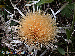 Foto: Verblühte Silberdistel