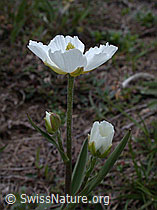 Foto: Pyrenäen-Hahnenfuss