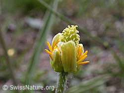 Foto: Pyrenäen-Hahnenfuss, geschlossene Blüte