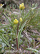 Foto: Pyrenäen-Hahnenfuss, Pflanze mit geschlossenen Blüten