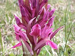 Photo: Rotes Holunder-Knabenkraut (Dactylorhiza sambucina)