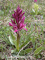 Photo: Rotes Holunder-Knabenkraut (Dactylorhiza sambucina)