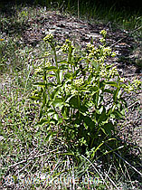 Schwalbenwurz (Vincetoxicum hirundinaria) (20.05.2002, ESCN0106)