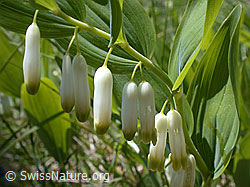 Foto: Blüten des echten Salomonssiegel (Polygonatum odoratum)