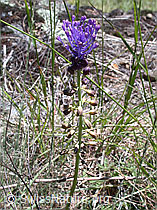 Foto: Schopfige Bisamhyazinthe (Muscari comosum)