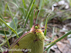 ESCN0199: Goldene Acht an Grashalm