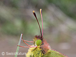 ESCN0209: Goldene Acht an Grashalm