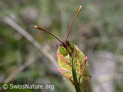 ESCN0220: Goldene Acht an Grashalm