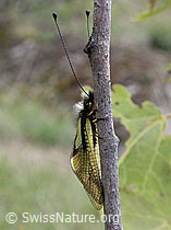 Photo: Schmetterlingshaft (Libelloides coccajus)