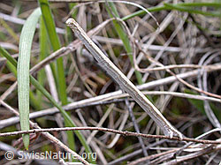 ESCN0296: Scotopteryx mucronata