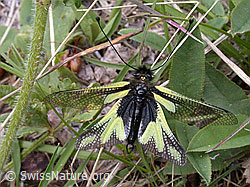 Photo: Schmetterlingshaft