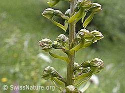 Foto: Grosses Zweiblatt