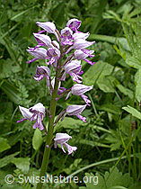 Photo: Orchis militaris