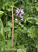 Photo: Orchis militaris
