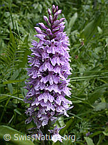 Photo: Geflecktes Knabenkraut, Blütenstand