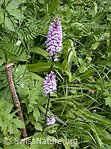 Photo: Geflecktes Knabenkraut,