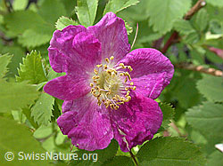 Foto: Alpen-Hagrose (Rosa pendulina)