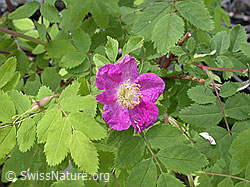 Foto: Alpen-Hagrose (Rosa pendulina)