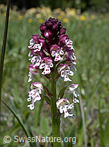 Photo: Schwärzliches Knabenkraut, Blüte