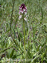 Photo: Schwärzliches Knabenkraut