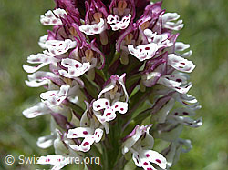 Photo: Blüte des schwärzlichen Knabenkrauts