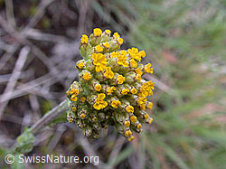 Photo: Gelbe Scharfgarbe, Blüten