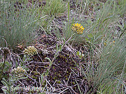 Photo: Gelbe Scharfgarbe