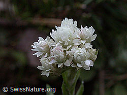 Photo: Gemeines Katzenpfötchen, Blüte